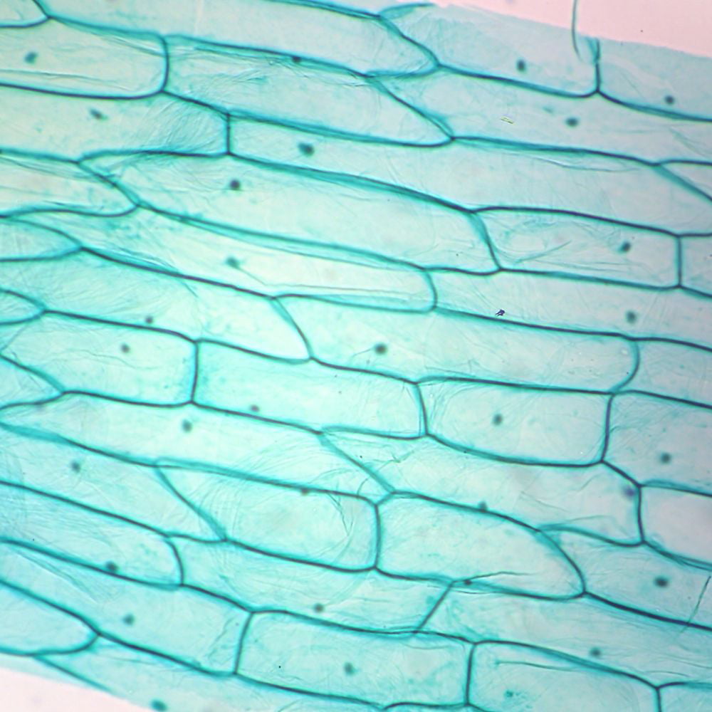 plant cell microscope