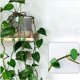 thumbnail image 4 of 480 Piezas Clips de FijacióN de Pared para Plantas Trepadoras Fijador de Plantas, Vides, JardíN, Hoja Verde, Clips de Pared para Plantas, Soporte de Vides para DecoracióN de Pared, 4 of 5
