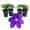 4 Plants, variant on Clematis Duchess of Cornwall - Live Starter Plant in a 2 Inch Growers Pot - Starter Plants Ready for The Garden - Rare Clematis for Collectors
