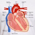 thumbnail image 3 of CafePress - Human Heart Anatomy Fitted T Shirt - Fitted T-Shirt, Vintage Fit Soft Cotton Tee, 3 of 4