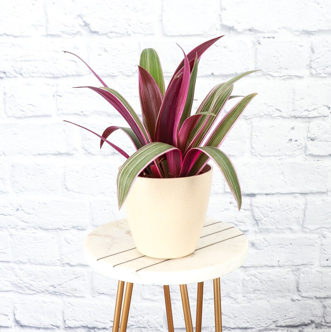 Live Tricolor Oyster Tradescantia Plant 4" Decorative Biodegradable