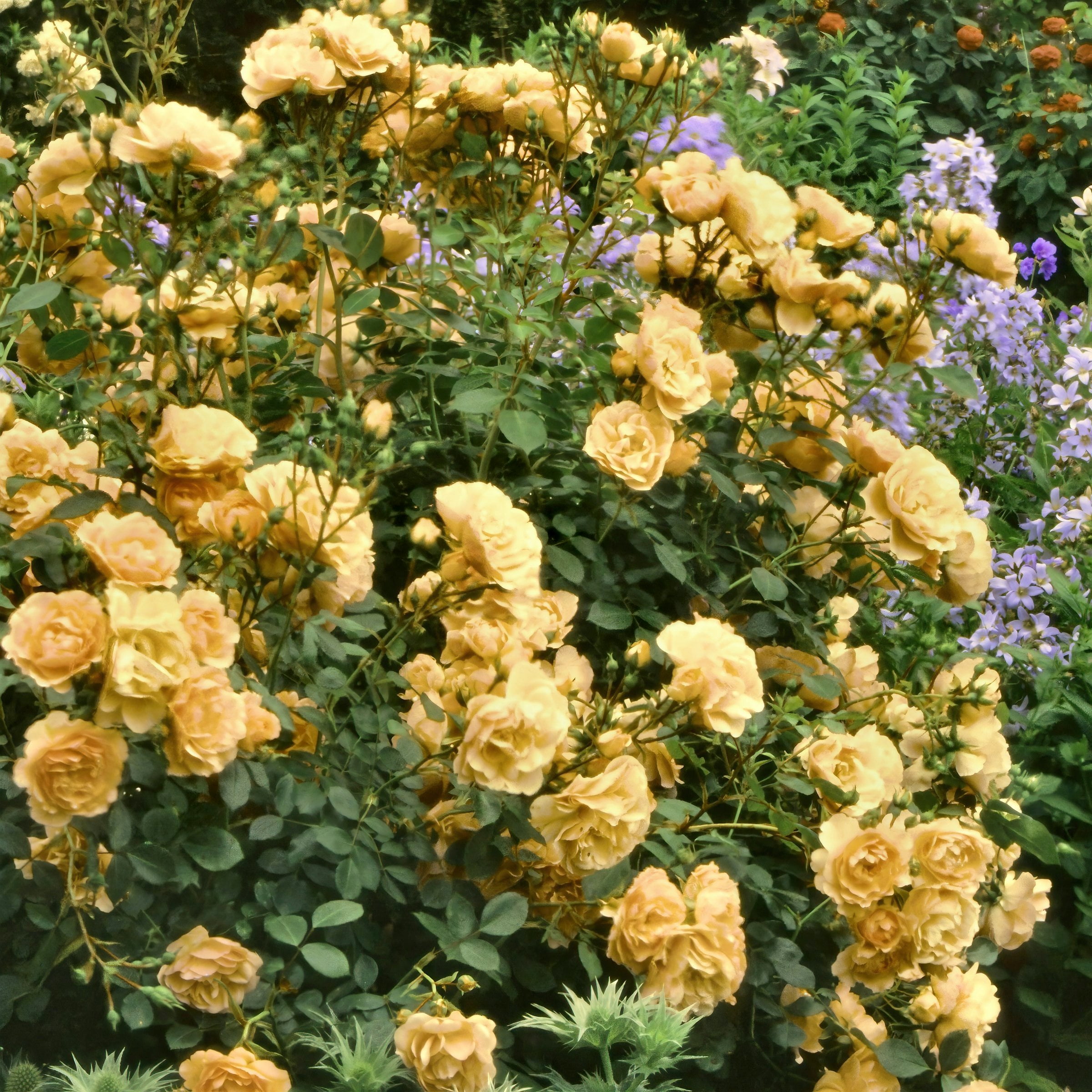 National Plant Network Bare Root Julia Child Tree Rose