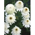 thumbnail image 5 of 50 Double White Coneflower Seeds (Echinacea) – Perennial Flower Seeds for Pollinator Gardens – Heat & Drought Tolerant, 5 of 12