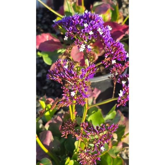 Limonium perezii Purple Flower on 5 gallon pot - Get similar