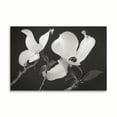 thumbnail image 2 of Gango Home Decor Dogwood Delicacy II B&W by Vitaly Geyman (Printed on Paper); One 36x24in Fine Art Paper Giclee Print, 2 of 4