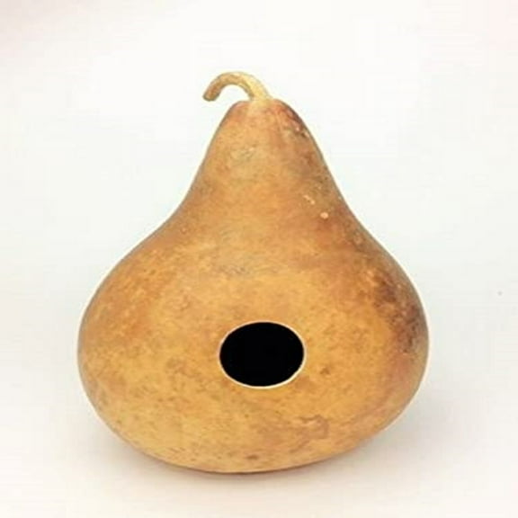 Birdhouse Gourd Seeds - 500 Count Seed Pack - Non-GMO - a Hard-shelled Gourd That is Often Dried and Used for a Variety of Purposes. - Country Creek Acres