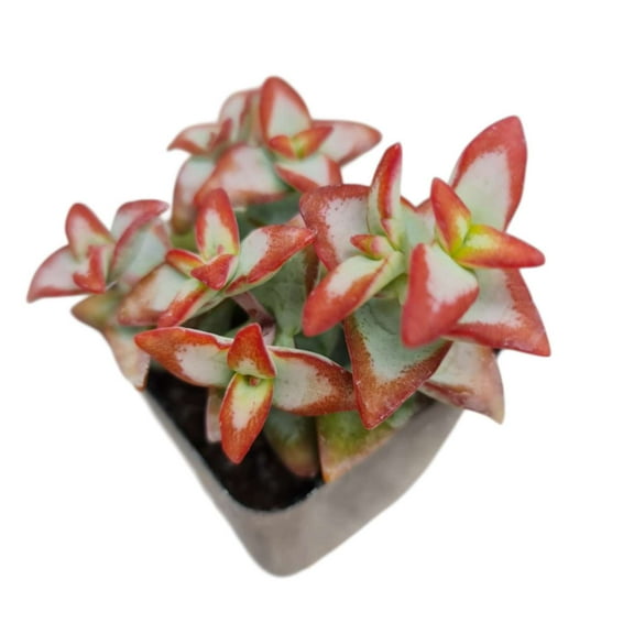 Live Succulent Plants 2" Pot Crassula Conjuncta