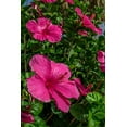 thumbnail image 2 of Engelbrecht, Lisa S. 13x18 Black Ornate Wood Framed with Double Matting Museum Art Print Titled - Hibiscus, 2 of 4