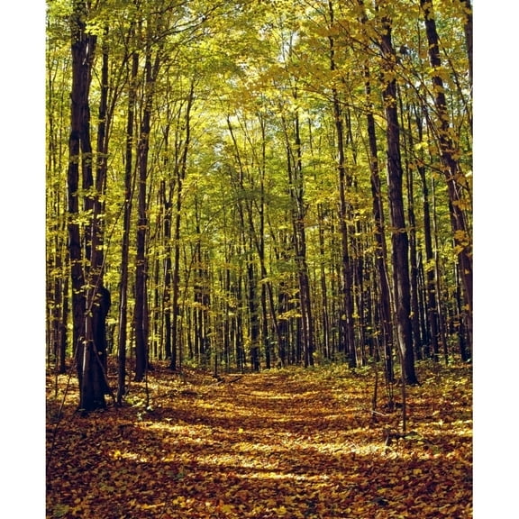 Posterazzi DPI1802797 Forest in Quebec Canada Poster Print by David Chapman, 13 x 16