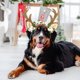 thumbnail image 2 of Diadema de cuernos de reno para mascotas para Navidad, cuernos de ciervo de peluche para perros y gatos, disfraz navideño para mascotas, accesorios festivos para mascotas, tocado navideño ajustable pa, 2 of 5