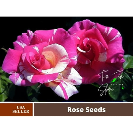 30 Rare seed-Candyland Rose Seed Pink White Rare-#1099-Authentic Seeds-Rose seeds-Herb seeds-Vegetable Seeds-Mix Seeds for Plant- B3G1
