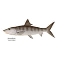 thumbnail image 6 of Charting Nature Gamefish of The Saltwater Flats and Shallows 12" x 18" Poster, 6 of 7
