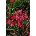 thumbnail image 4 of Oleander Calypso  2 Extra Large 3 Gallon Plants  Nerium Oleander  Hardy Perennial  Vibrant Pink Blooms, 4 of 7