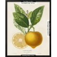 thumbnail image 3 of French Lemon Botanical III, Botanical Framed Art Print Wall Art by A^ Risso Sold by Art.Com, 3 of 4