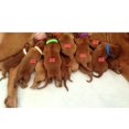 thumbnail image 4 of 12PCS ID Col Universel Réutilisable Collier ID Bande pour Chien Chat Chiot Chaton, 4 of 9