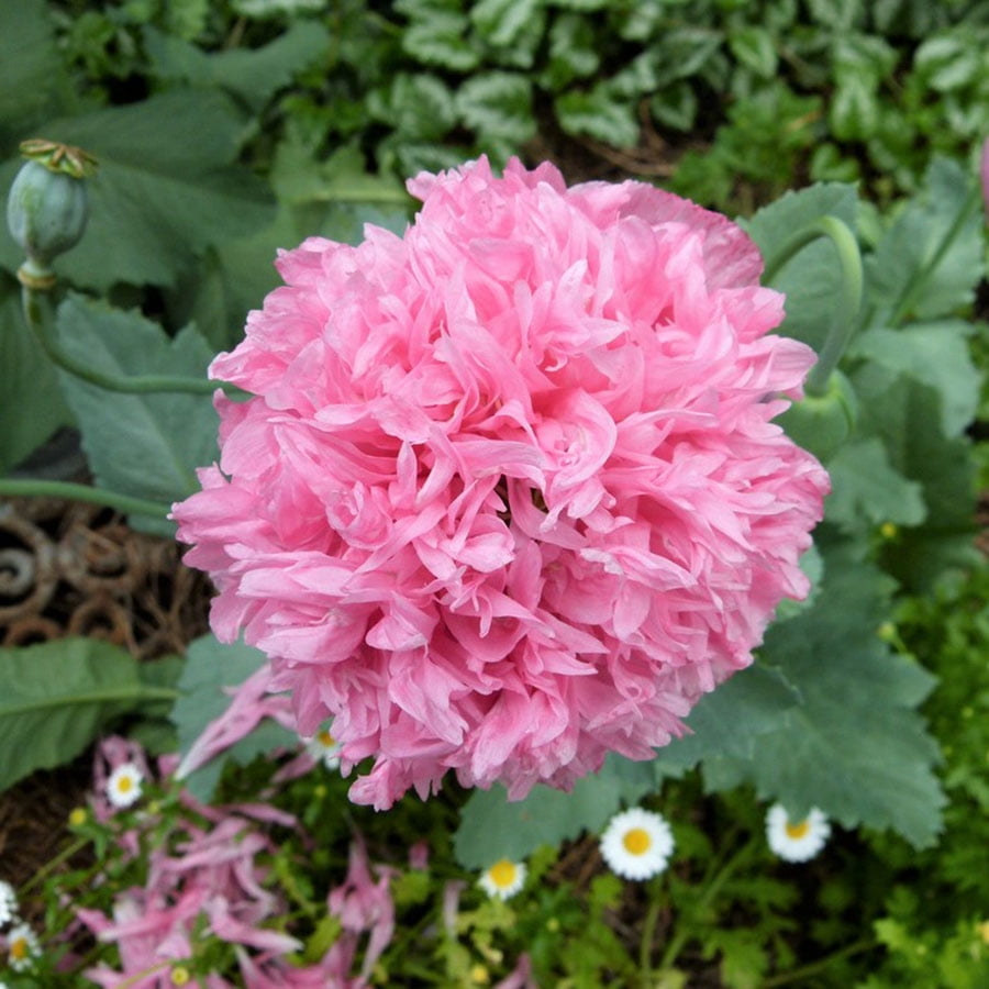 Poppy Peony Seeds Pale Rose Ounce, Pink, Flower Seeds, Open