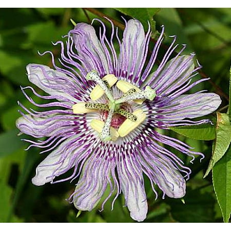 Hardy Passion Flower - Maypop - Passiflora edulis - 4
