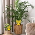 thumbnail image 5 of Fruit Fly Traps Fungus Gnat Traps Yellow Sticky Bug Traps 30 Pack Non-Toxic and Odorless for Indoor Outdoor Use Protect The Plant, 5 of 12