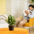 thumbnail image 5 of Expert Gardener 16" Foliage Live Plants Grower Pot, Air-Purifying, 5 of 5