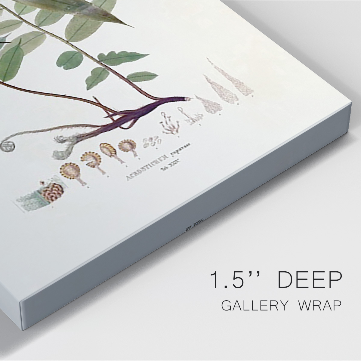 Botanical Society Ferns VI Premium Gallery Wrapped Canvas - Ready to Hang