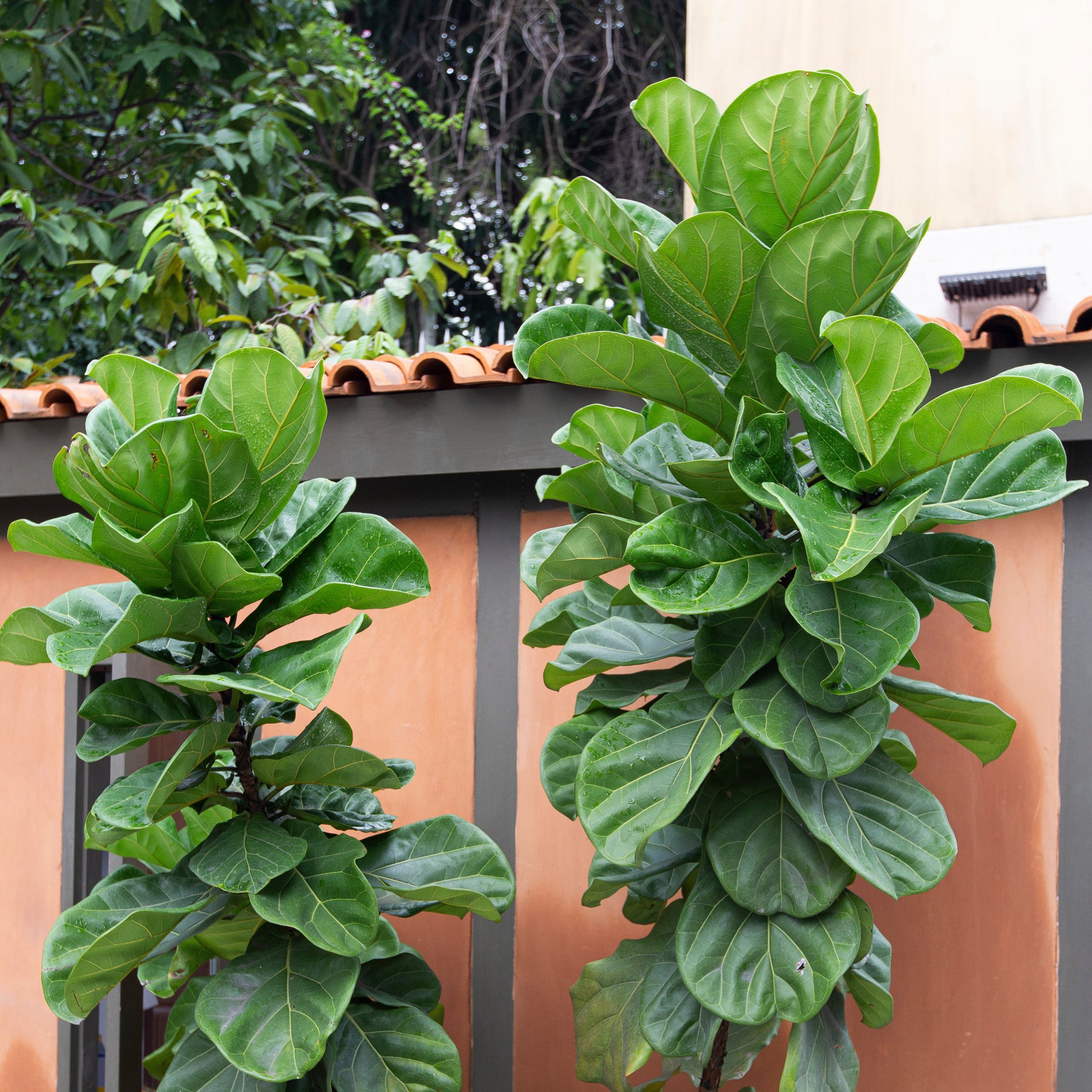 6 in. Ficus Lyrata Suncoast Plant in Grower Container