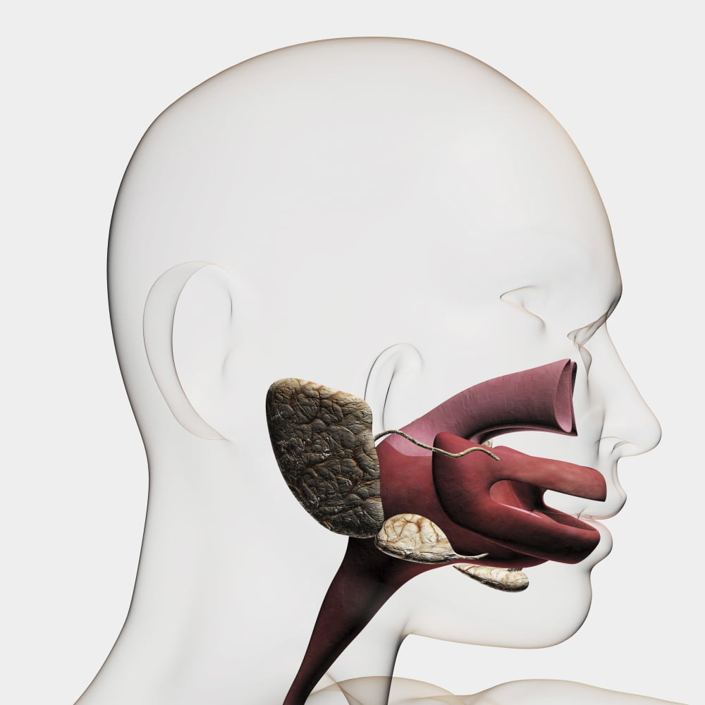 Medical Illustration Of The Human Digestive System Salivary Glands