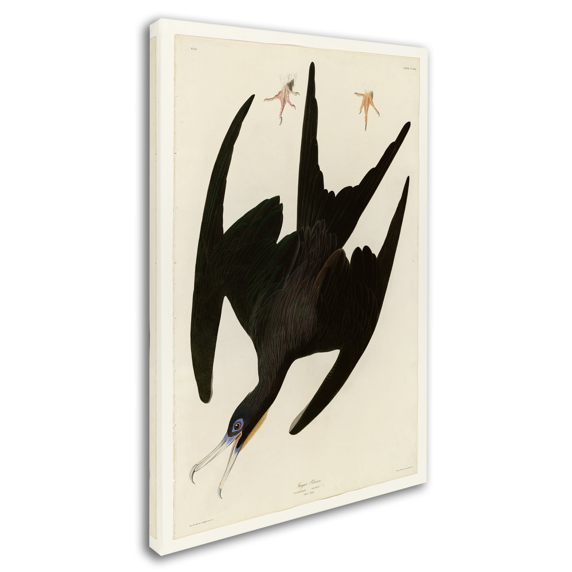 Audubon 'Frigate Pelicanplate 271' Canvas Art