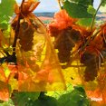 thumbnail image 3 of FLhrweasw Cultivo Frutas 50 Uds. Malla Con Cordón Antipájaros (naranja), 3 of 5