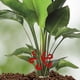 thumbnail image 4 of Soportes Para Tallos De Plantas, Clips De Soporte De Plástico Premium Reutilizables Para Plantas Trepadoras, Juego De 4 Uds., Soportes Ideales Para Jardines Domésticos, 4 of 7