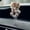 F, variant on Dashboard Bobbleheads for Cars,Cat Dashboard Decorations with Spring,Cute Shy Kitty Bobble Head Car Accessories,Fun Bouncing Shaking Dashboard Decor,for Dashboard Desktop Home,Gift for Cat Lovers