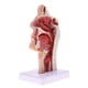 thumbnail image 5 of Modelo Anatómico de garganta y cavidad oral perfecl con base, 5 of 5