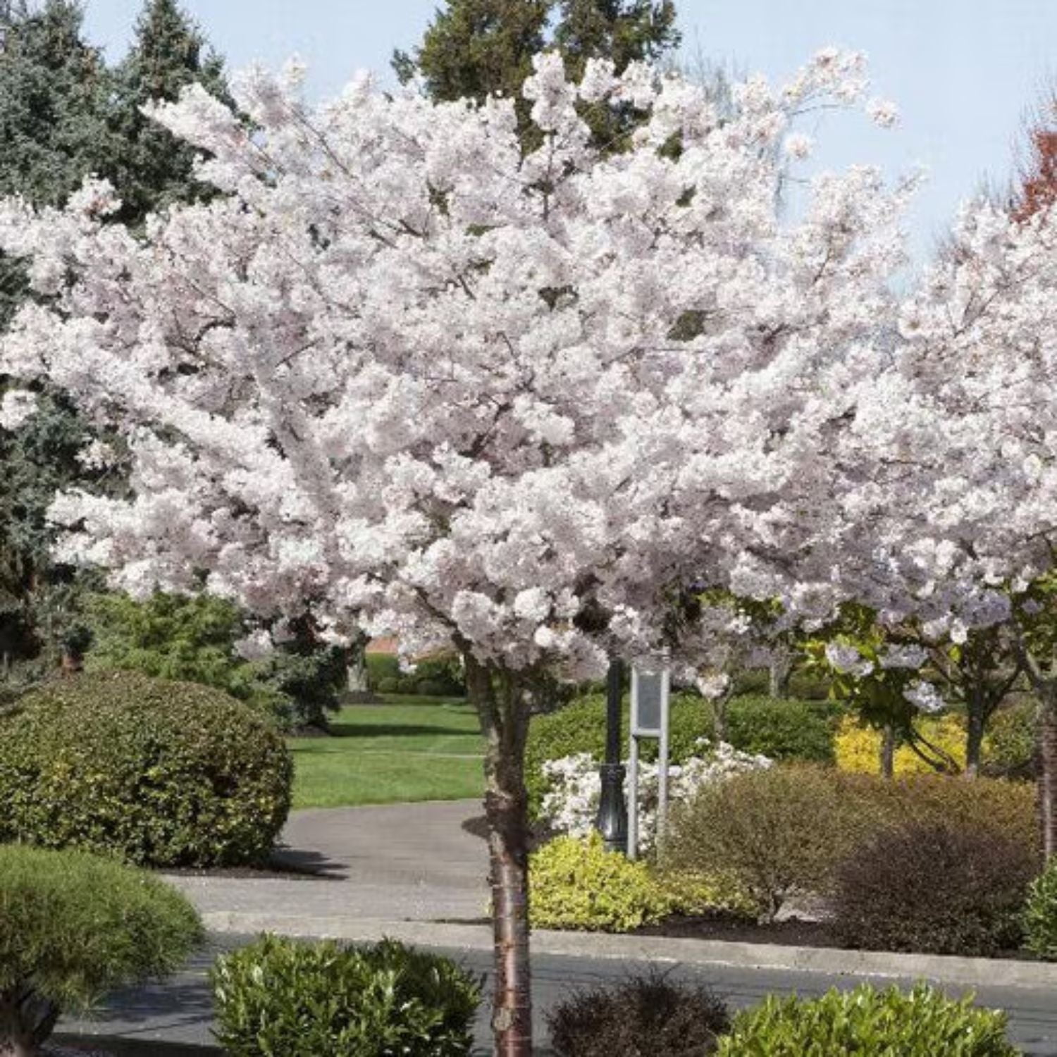 Expert Gardener 3-4 ft. tall Mt. Fuji White Flowering Cherry Live Tree in 7-Gallon Grower Pot