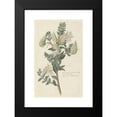 thumbnail image 2 of Robert Jacob Gordon 17x24 Black Modern Framed Museum Art Print Titled - Asclepias Cancellata or Gomphocarpus Cancellatus Burm.F. Bruyns (Cape or Cotton Milkweed) (C. 1779 - 1780), 2 of 5
