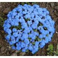 thumbnail image 1 of 250 Graines de Fleurs AGERATUM Alias AGERATUM Houstalium, 1 of 1