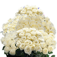 thumbnail image 2 of 100 Assorted White Roses- Beautiful Fresh Cut Flowers- Next Day Delivery at Checkout, 2 of 5