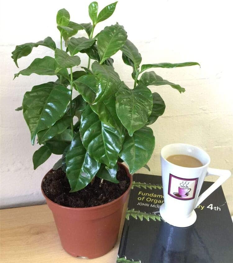 Coffee Plant - Live Plant in a 4 Inch Pot - Coffea Arabica - Beautiful Easy Care Indoor Houseplant