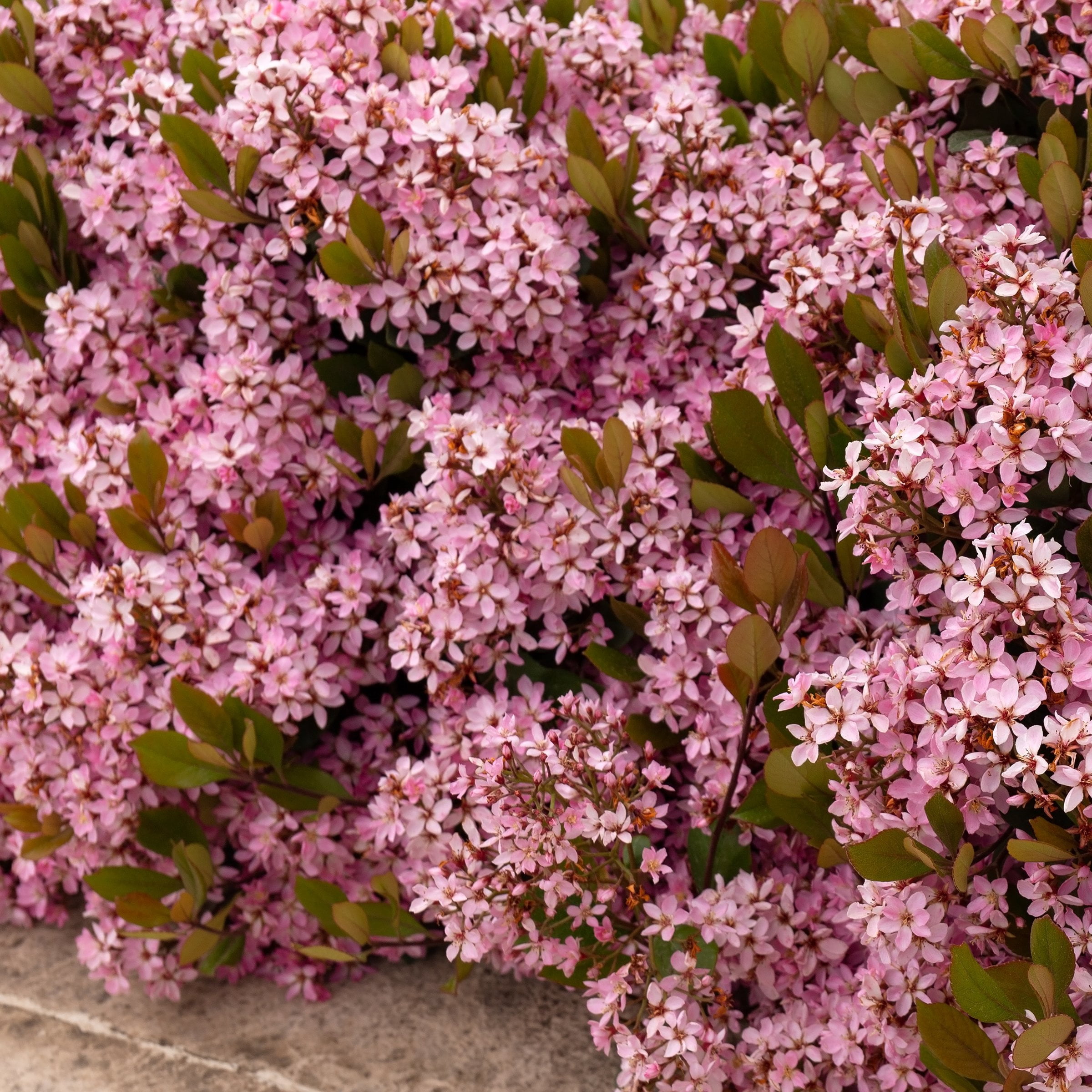 National Plant Network 3 gal. Indian Hawthorn Eleanor Taber Live Shub