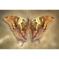 thumbnail image 3 of Reynolds, Richard 14x11 Black Modern Framed Museum Art Print Titled - Madagascar Green Veined Charaxes, 3 of 5