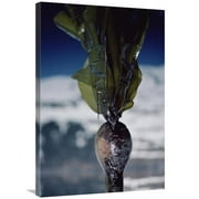 Global Gallery  24 x 36 in. Close-Up of Oil-Covered Kelp - Exxon Valdez Oil Spill - Alaska Art Print - Flip Nicklin