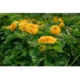 thumbnail image 6 of Plant Good Seed Double Goldy Teddy Bear Sunflower Seeds: Yellow Blossoms, Full Sun Annual, Organic, 6 of 9