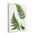 thumbnail image 4 of Stupell Industries Two Ferns Nature Study Plants & Flowers Painting Unframed Art Print Wall Art, 11 x 14, 4 of 8