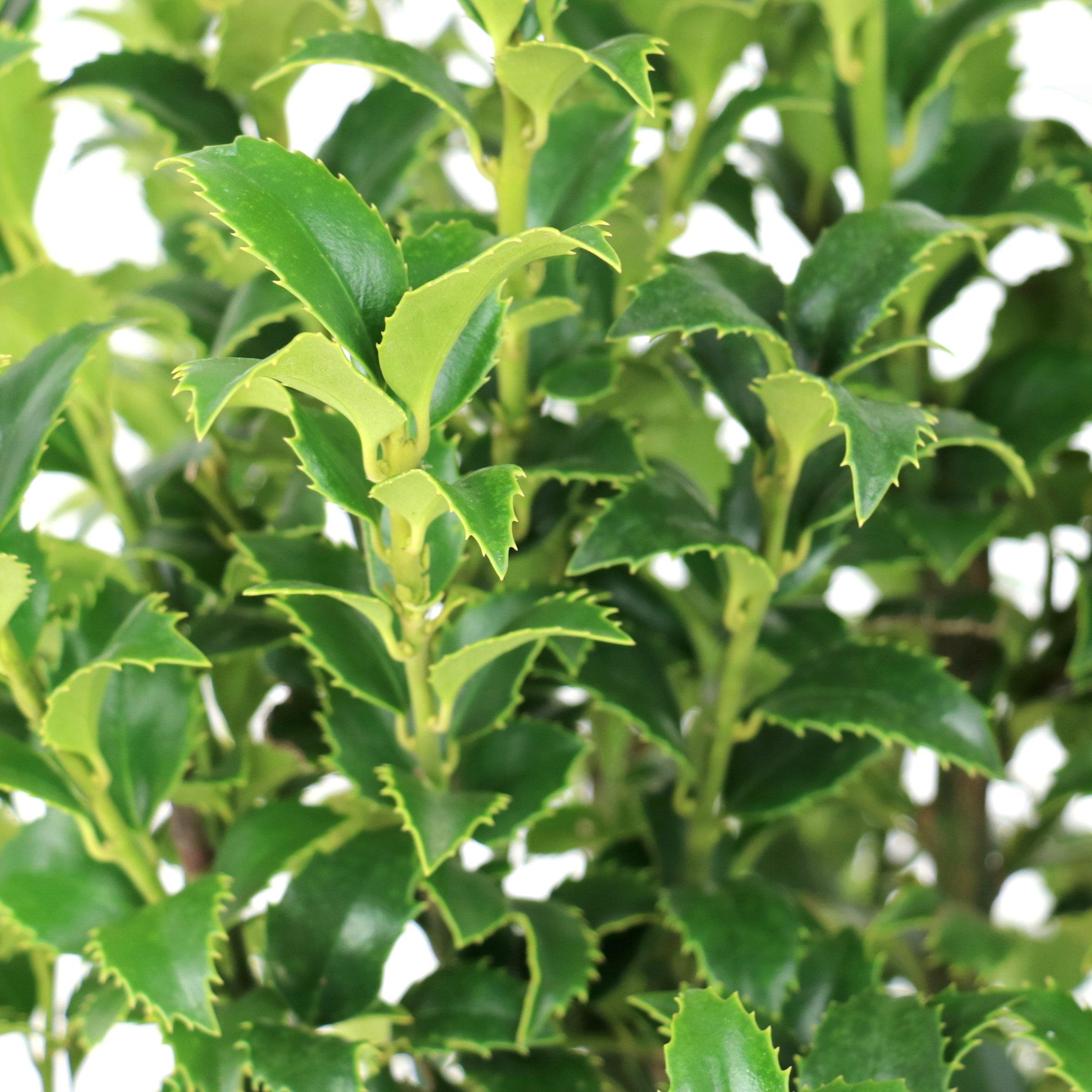National Plant Network 3 gal. Ilex Miss Patricia Shrub
