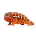 thumbnail image 2 of Chameleon Furcifer Pardalis Sambava Wall Mural Decal Sticker, Wallmonkeys Peel & Stick Vinyl Graphic (48 in W x 22 in H), 2 of 4