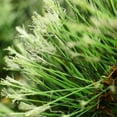 thumbnail image 3 of Northlight 9' x 14" Unlit Cashmere Mixed Pine Artificial Christmas Garland, 3 of 4