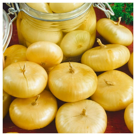 Everwilde Farms - 1 oz Organic Yellow Cipollini Onion Seeds - Gold Vault Bulk Seed Packet