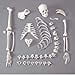 thumbnail image 3 of One-Half disarticulated Budget Skeleton with Skull (CHA41), 3 of 3