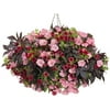 Proven Winners 3.4 Gallon Combo Hanging Basket Annual Outdoor Live Plant