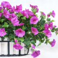 thumbnail image 2 of Sufanic 3Pcs Artificial Vine Silk Petunia Flowers for Outdoor/Indoor Patio Lawn Garden Decor,Purple, 2 of 8