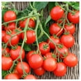 thumbnail image 3 of Everwilde Farms - 100 Small Red Cherry Heirloom Tomato Seeds - Gold Vault Jumbo Bulk Seed Packet, 3 of 5