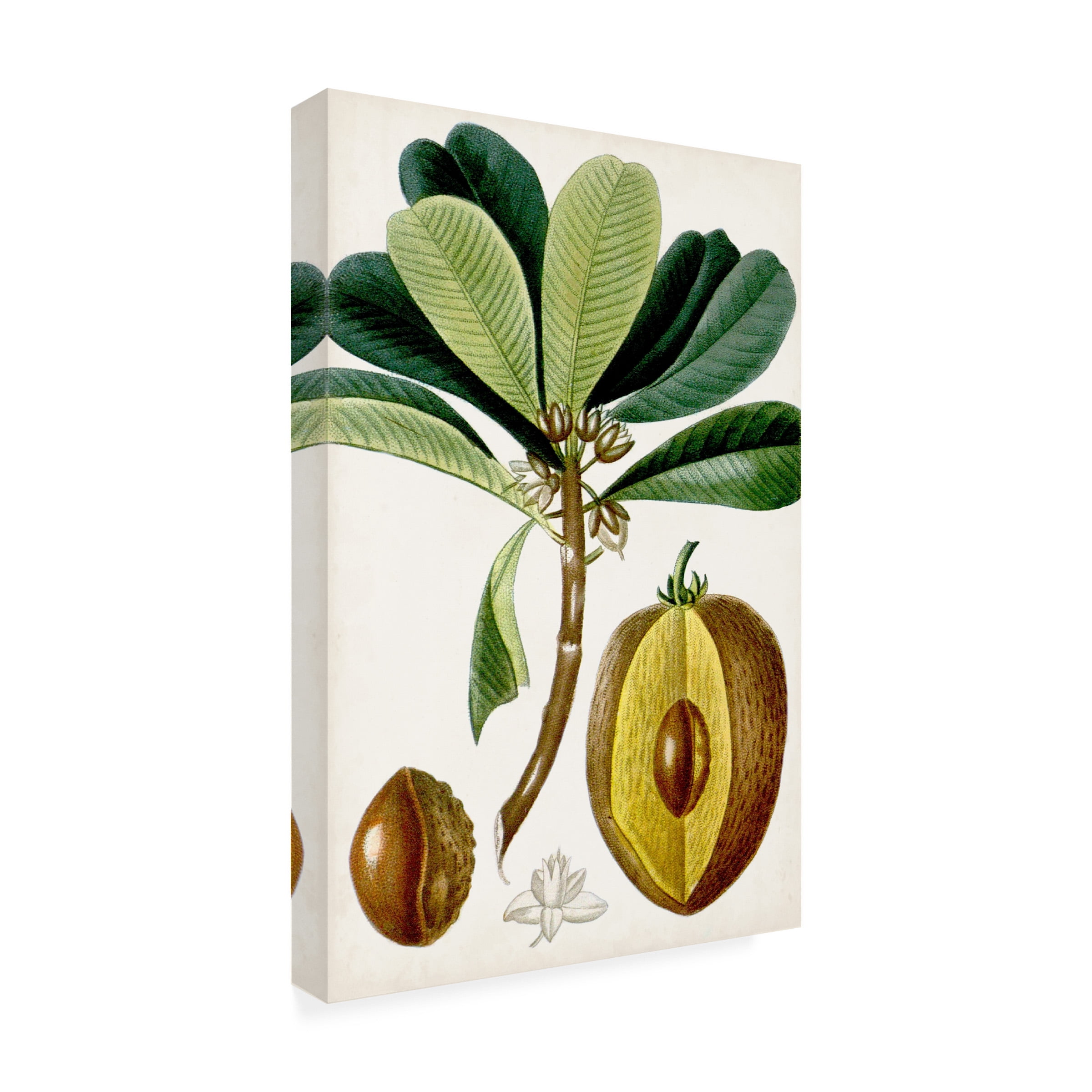 Turpin 'Turpin Tropical Fruit VI' Canvas Art